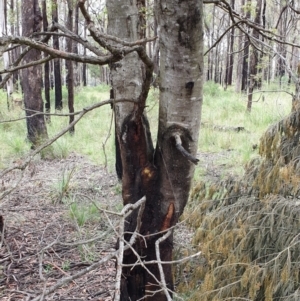 Acacia mearnsii at Newmerella, VIC - 5 Nov 2021