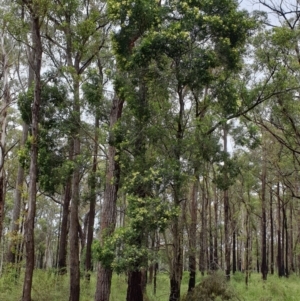 Acacia mearnsii at Newmerella, VIC - 5 Nov 2021