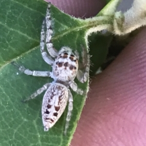 Opisthoncus grassator at Hughes, ACT - 2 Nov 2021 06:46 PM