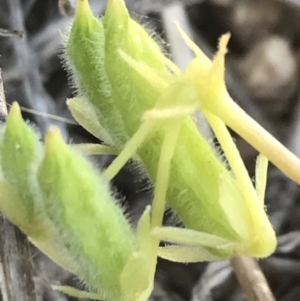 Oxalis thompsoniae at Hughes, ACT - 2 Nov 2021 06:54 PM