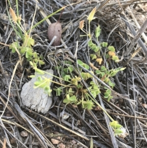 Oxalis thompsoniae at Hughes, ACT - 2 Nov 2021 06:54 PM