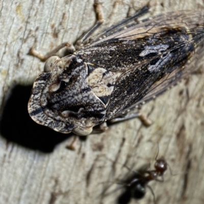 Stenocotis sp. (genus) (A Leafhopper) at Jerrabomberra, NSW - 5 Nov 2021 by SteveBorkowskis
