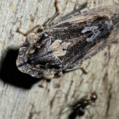 Stenocotis sp. (genus) (A Leafhopper) at QPRC LGA - 5 Nov 2021 by Steve_Bok