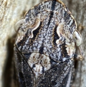 Stenocotis sp. (genus) at Jerrabomberra, NSW - 5 Nov 2021