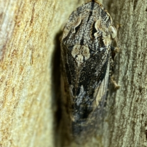 Stenocotis sp. (genus) at Jerrabomberra, NSW - 5 Nov 2021