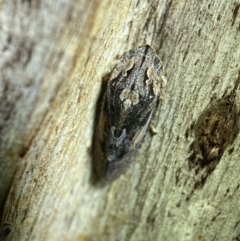 Stenocotis sp. (genus) at Jerrabomberra, NSW - 5 Nov 2021