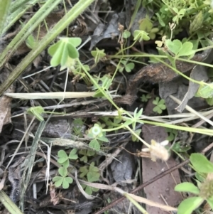 Oxalis thompsoniae at Garran, ACT - 2 Nov 2021