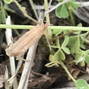 Oxalis thompsoniae at Garran, ACT - 2 Nov 2021