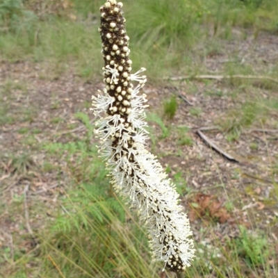 Xanthorrhoea minor subsp. lutea (Small Grass Tree) at Newmerella, VIC - 5 Nov 2021 by drakes