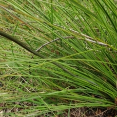 Xanthorrhoea minor subsp. lutea at suppressed - suppressed