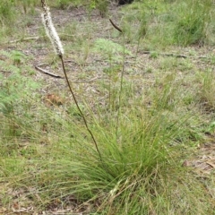 Xanthorrhoea minor subsp. lutea at suppressed - 5 Nov 2021