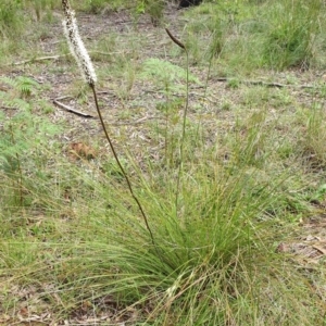 Xanthorrhoea minor subsp. lutea at suppressed - suppressed