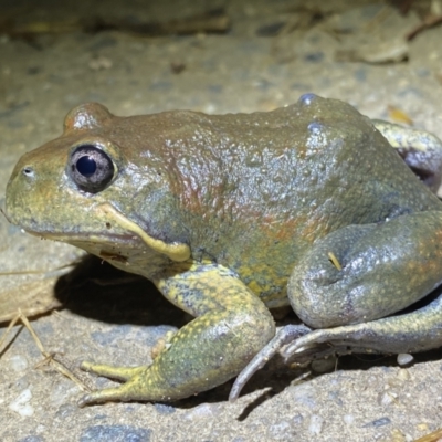 Limnodynastes dumerilii (Eastern Banjo Frog) at QPRC LGA - 5 Nov 2021 by Steve_Bok