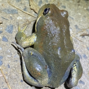 Limnodynastes dumerilii at Jerrabomberra, NSW - 5 Nov 2021