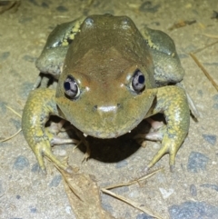 Limnodynastes dumerilii at Jerrabomberra, NSW - 5 Nov 2021