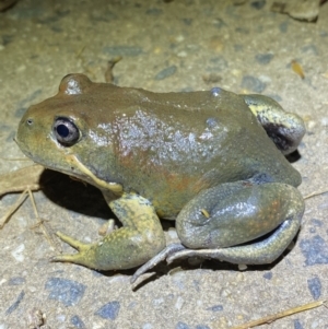 Limnodynastes dumerilii at Jerrabomberra, NSW - 5 Nov 2021