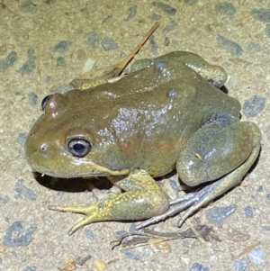 Limnodynastes dumerilii at Jerrabomberra, NSW - 5 Nov 2021