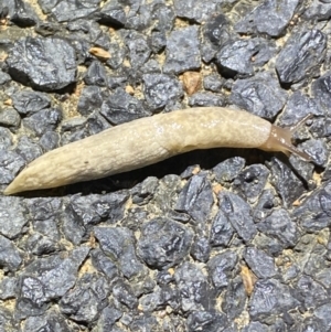 Deroceras reticulatum at Jerrabomberra, NSW - 5 Nov 2021 11:00 PM