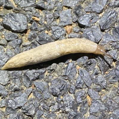 Deroceras reticulatum (Grey Field Slug) at QPRC LGA - 5 Nov 2021 by Steve_Bok