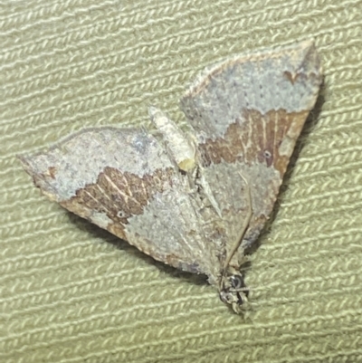 Anachloris uncinata (Hook-winged Carpet (Larentiinae)) at Jerrabomberra, NSW - 5 Nov 2021 by SteveBorkowskis