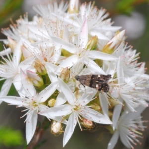 Petalanthes hexastera at Molonglo Valley, ACT - 3 Nov 2021