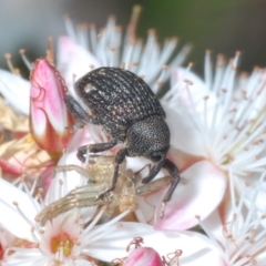 Melanterius sp. (genus) (Unidentified Melanterius weevil) at Black Mountain - 3 Nov 2021 by Harrisi