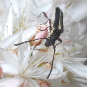 Titurius salebrosus at Molonglo Valley, ACT - 3 Nov 2021 04:51 PM