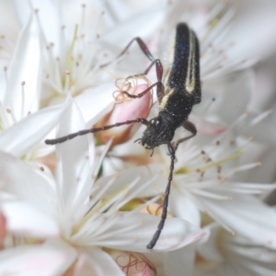 Titurius salebrosus (Longhorn or longicorn beetle) at Black Mountain - 3 Nov 2021 by Harrisi