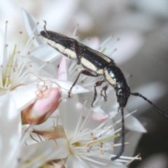 Titurius salebrosus at Molonglo Valley, ACT - 3 Nov 2021 04:51 PM