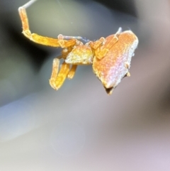 Uloboridae (family) (Unidentified venomless spider) at Jerrabomberra, NSW - 5 Nov 2021 by SteveBorkowskis