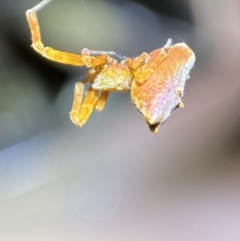 Uloboridae sp. (family) (Unidentified venomless spider) at Jerrabomberra, NSW - 5 Nov 2021 by Steve_Bok