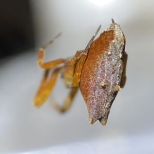 Uloboridae (family) at Jerrabomberra, NSW - 5 Nov 2021