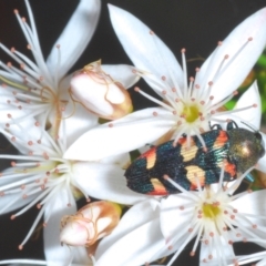 Castiarina sexplagiata (Jewel beetle) at Point 5204 - 2 Nov 2021 by Harrisi