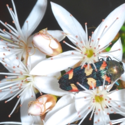 Castiarina sexplagiata (Jewel beetle) at Point 5204 - 2 Nov 2021 by Harrisi