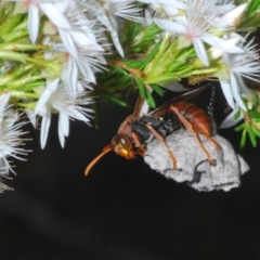 Polistes (Polistella) humilis (Common Paper Wasp) at Point 5204 - 1 Nov 2021 by Harrisi