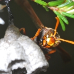 Polistes (Polistella) humilis at Molonglo Valley, ACT - 1 Nov 2021 04:49 PM