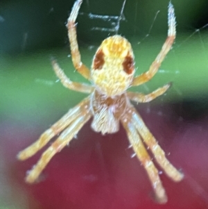 Araneus sp. (genus) at Jerrabomberra, NSW - 5 Nov 2021