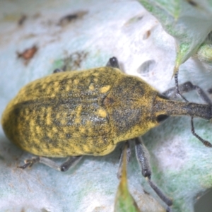 Larinus latus at Stromlo, ACT - suppressed