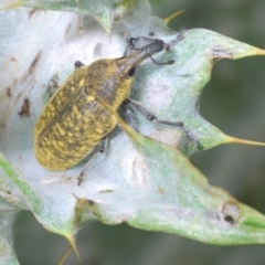 Larinus latus at Stromlo, ACT - suppressed