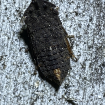 Cicadellidae (family) (Unidentified leafhopper) at QPRC LGA - 5 Nov 2021 by Steve_Bok