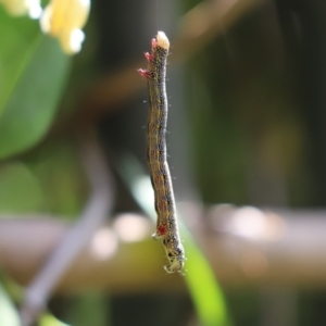 Chlenias (genus) at Cook, ACT - 3 Nov 2021