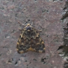 Halone sinuata (Rock Lichen Moth) at Cook, ACT - 3 Nov 2021 by Tammy