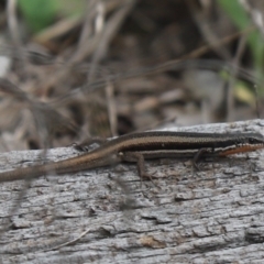 Morethia boulengeri (Boulenger's Skink) at Cook, ACT - 3 Nov 2021 by Tammy