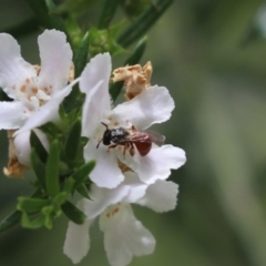 Exoneura sp. (genus) (A reed bee) at Cook, ACT - 3 Nov 2021 by Tammy