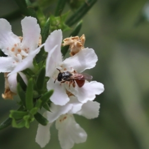 Exoneura sp. (genus) at Cook, ACT - 3 Nov 2021