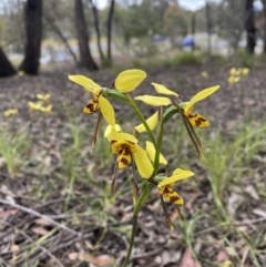 Diuris sulphurea (Tiger Orchid) at O'Connor, ACT - 5 Nov 2021 by rosiecooney