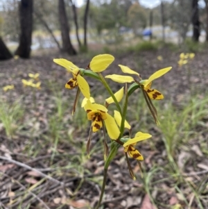 Diuris sulphurea at O'Connor, ACT - suppressed