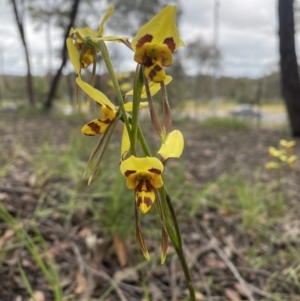 Diuris sulphurea at O'Connor, ACT - suppressed