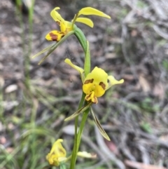 Diuris sulphurea (Tiger orchid) at Bruce, ACT - 5 Nov 2021 by rosiecooney