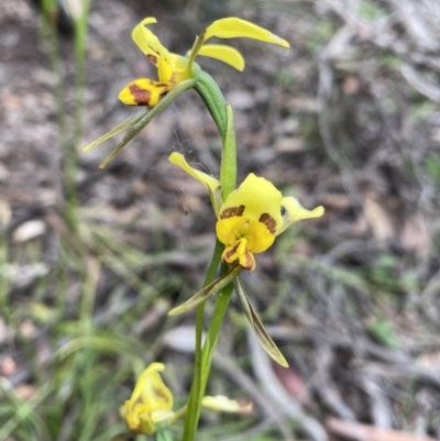Diuris sulphurea (Tiger Orchid) at Bruce Ridge - 5 Nov 2021 by rosiecooney